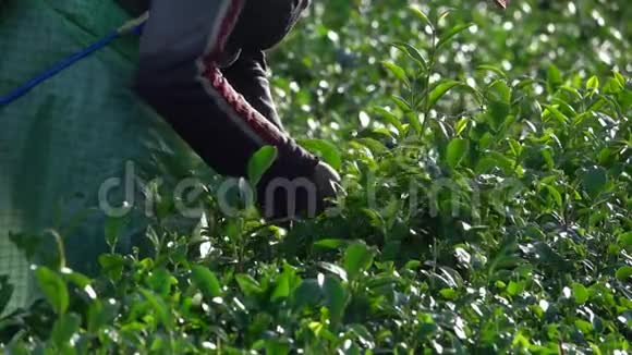 新鲜的绿茶叶和花蕾视频的预览图