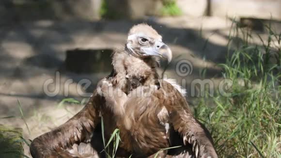浅白尾海鹰在阳光下的短吻视频的预览图