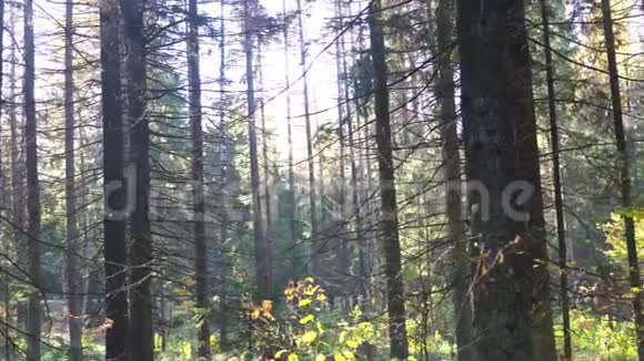 清晨阳光明媚的美丽秋林视频的预览图