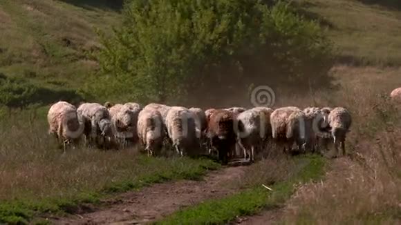 羊在草原上行走视频的预览图