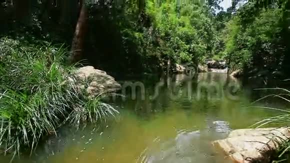 热带植物的平静河流阳光下的透明水视频的预览图