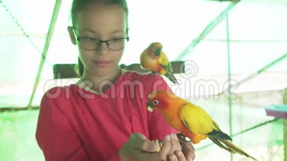 小女孩喂鹦鹉爱鸟股票视频视频的预览图