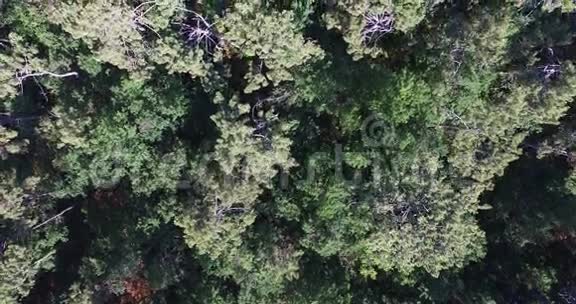 松林视频树顶景网站背景录像视频的预览图