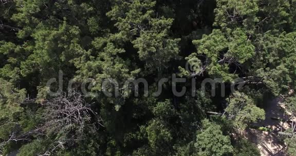 松林视频树顶景网站背景录像视频的预览图