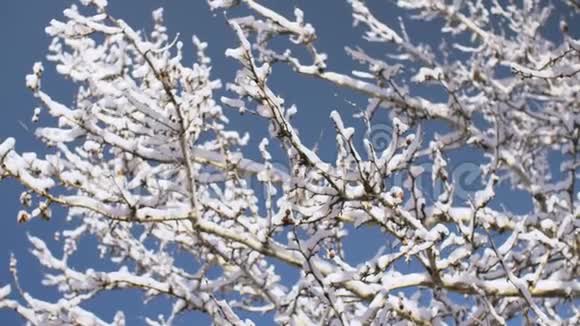 冬天白雪覆盖的树枝在蓝天的映衬下视频的预览图