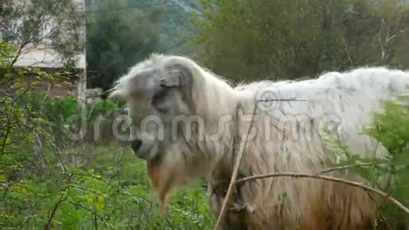 山羊在草地上觅食黑山的农场视频的预览图