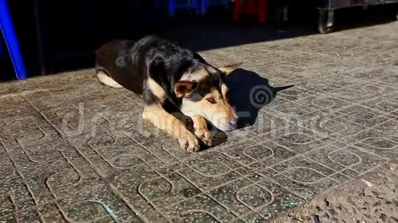 阳光明媚的街道路面上的牧羊犬视频的预览图