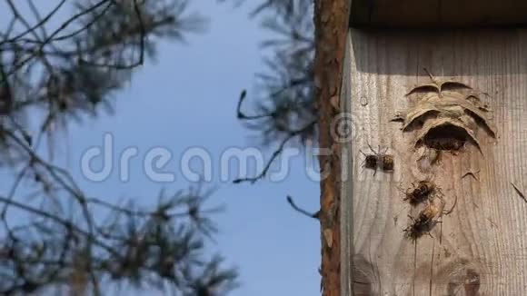 野生马蜂飞进松树上的木鸟巢箱4K视频的预览图
