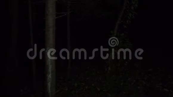在森林中行走的夜晚的足迹视频的预览图