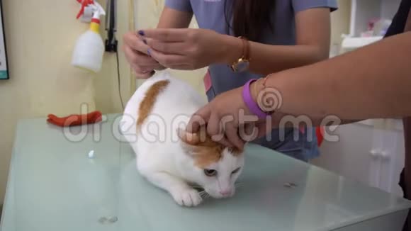 兽医诊所的猫注射视频的预览图