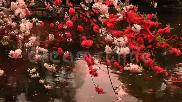 有金鱼花的樱桃视频的预览图
