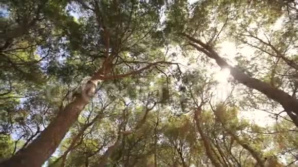 底部的树木与太阳对抗蓝天视频的预览图
