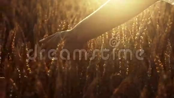 迷人女人的手触摸着金色的穗子穗子明媚的阳光五彩缤纷的景色视频的预览图