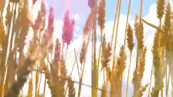 在阴天背景下的小麦穗视频的预览图