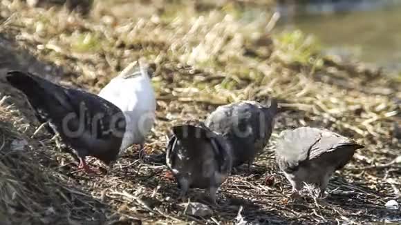 野鸽子在找食物视频的预览图