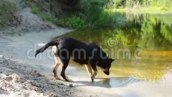 狗从河里喝水视频的预览图