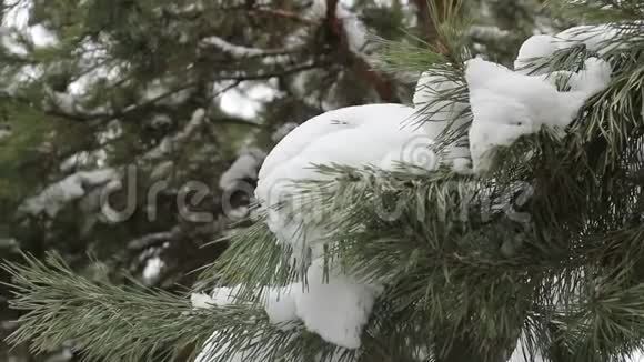 白雪覆盖的树雪躺在树枝上圣诞树躺在雪地里视频的预览图