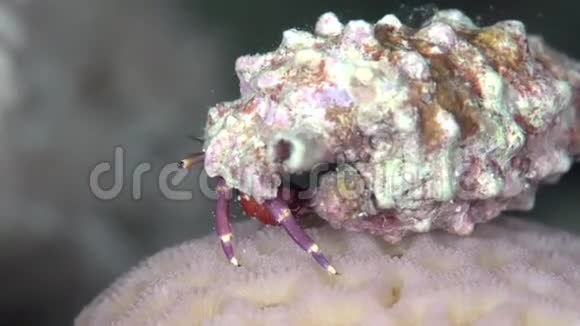 苏丹红海珊瑚中的斑马斑蟹视频的预览图