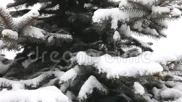 白雪覆盖的树雪躺在树枝上圣诞树躺在雪地里视频的预览图