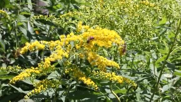 加拿大金棒和蜜蜂视频的预览图