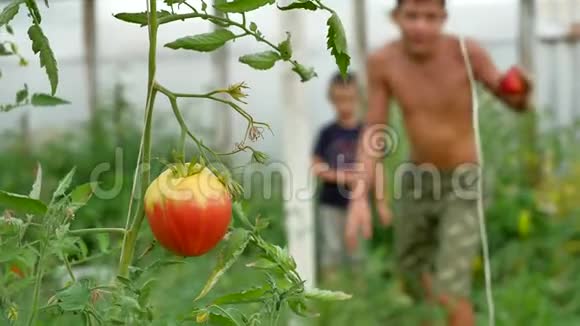 塑料温室里的红西红柿温室里的番茄种植园视频的预览图