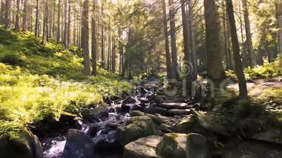 针叶林中的山溪视频的预览图