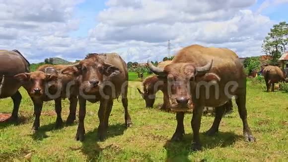 绿草热带草甸上的特写公牛翻唱视频的预览图