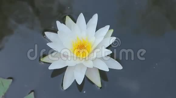美丽的白色睡莲花视频的预览图