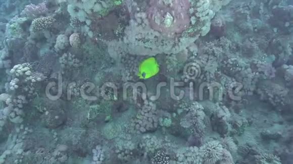 红海中的半翅目鱼视频的预览图