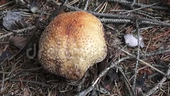 蘑菇有一顶粉红色的帽子和白点生长在森林里视频的预览图