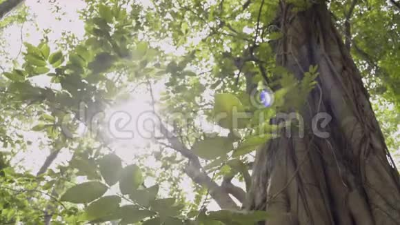 阳光的美丽透过大树的绿叶照耀视频的预览图