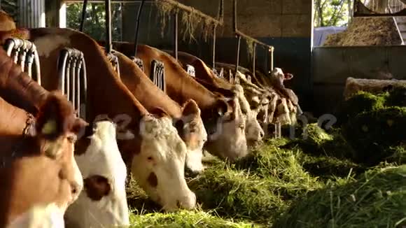 农业农田奶牛视频的预览图