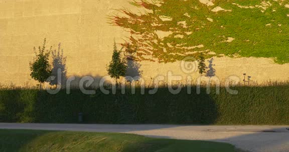 女人带着剪下的灌木丛在夏日公园散步视频的预览图