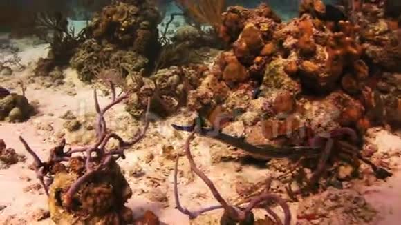 皮皮夫在珊瑚礁上游泳以寻找食物视频的预览图