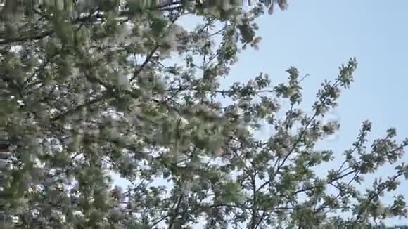 在蓝蓝的春日背景下苹果树一朵朵视频的预览图