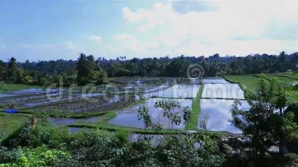 巴厘岛乌布德稻田美景尽收眼底视频的预览图