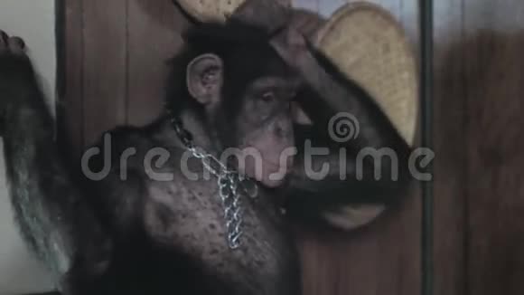 猴子梳头视频的预览图