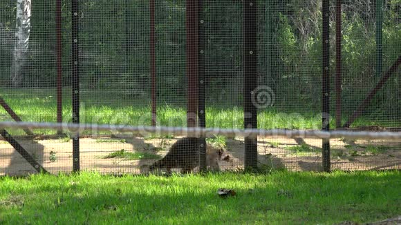 担心浣熊在动物园花园笼子里散步视频的预览图