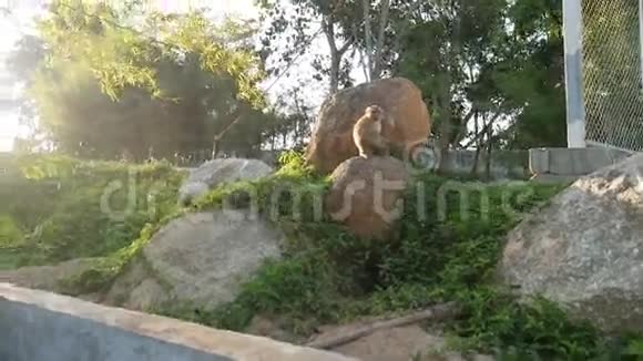 一群猴子在大佛像附近玩耍和娱乐泰国普吉岛视频的预览图