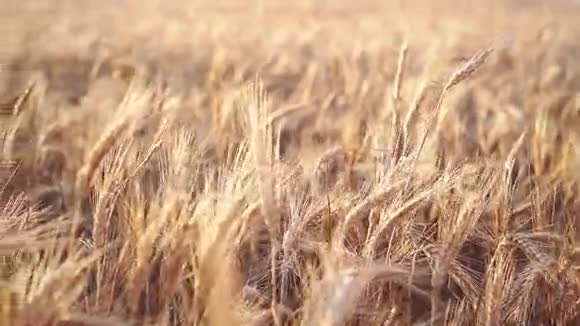 在成熟的黑麦里从右向左平稳地飞行视频的预览图