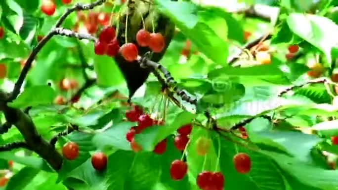 鸟吃树上的水果视频的预览图