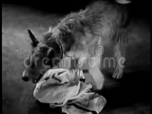 狗在地板上玩毛巾视频的预览图