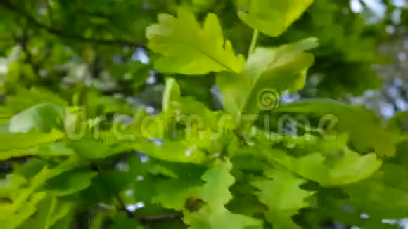 绿色的新鲜橡树叶在风中关闭静态相机视频的预览图