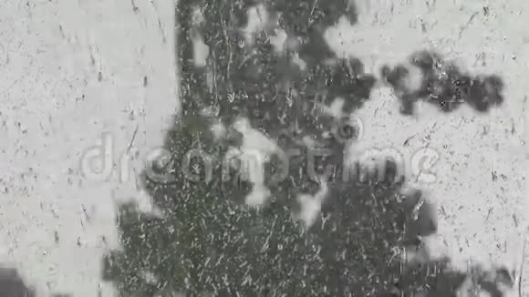 玻璃上的水滴窗外潮湿的树在风中摇曳视频的预览图