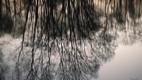 时间流逝清晨水中树木的倒影视频的预览图