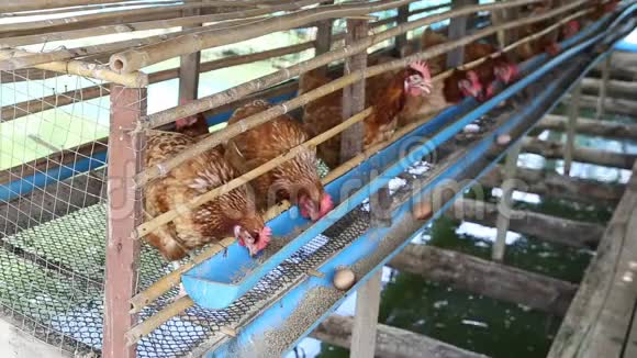 母鸡和鸡蛋在农场吃食物视频的预览图