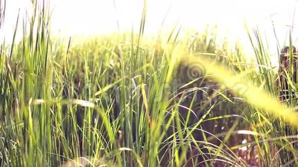 女孩黑色太阳镜穿过高高的草地穿过田野视频的预览图