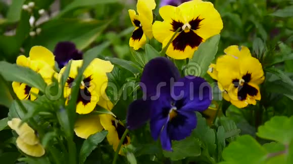 有不同颜色的花盘温柔的风在花丛中移动视频高清拍摄静态摄像机视频的预览图