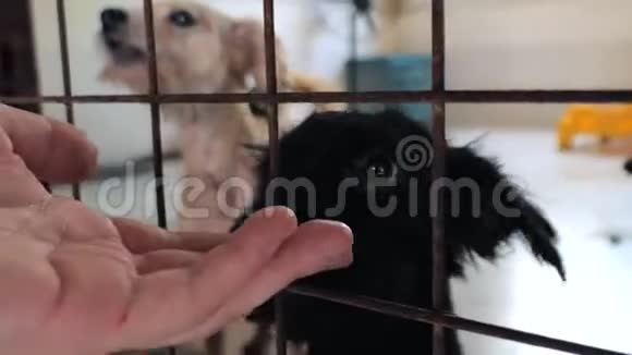 雄性手抚笼养流浪狗宠物收容所的特写镜头人动物志愿服务和帮助概念视频的预览图