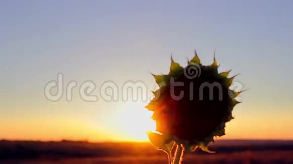 日落时的葵花头视频的预览图
